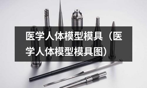 醫學人體模型模具(醫學人體模型模具圖)